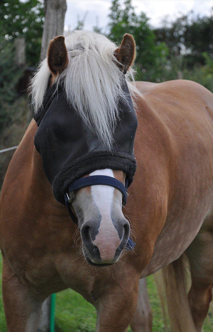 Tyroler Haflinger Frühlingsberge Ragazza - Velkommen til Ragazzas profil:) billede 1