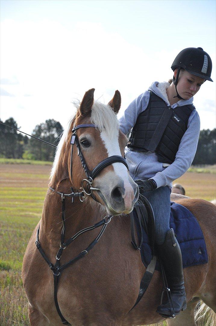 Tyroler Haflinger Frühlingsberge Ragazza billede 2
