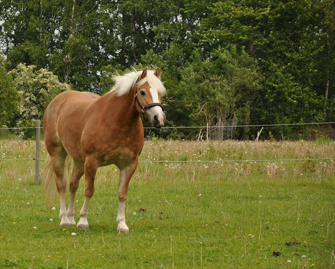 Tyroler Haflinger Frühlingsberge Ragazza - Ragge-piien på fold:) billede 5