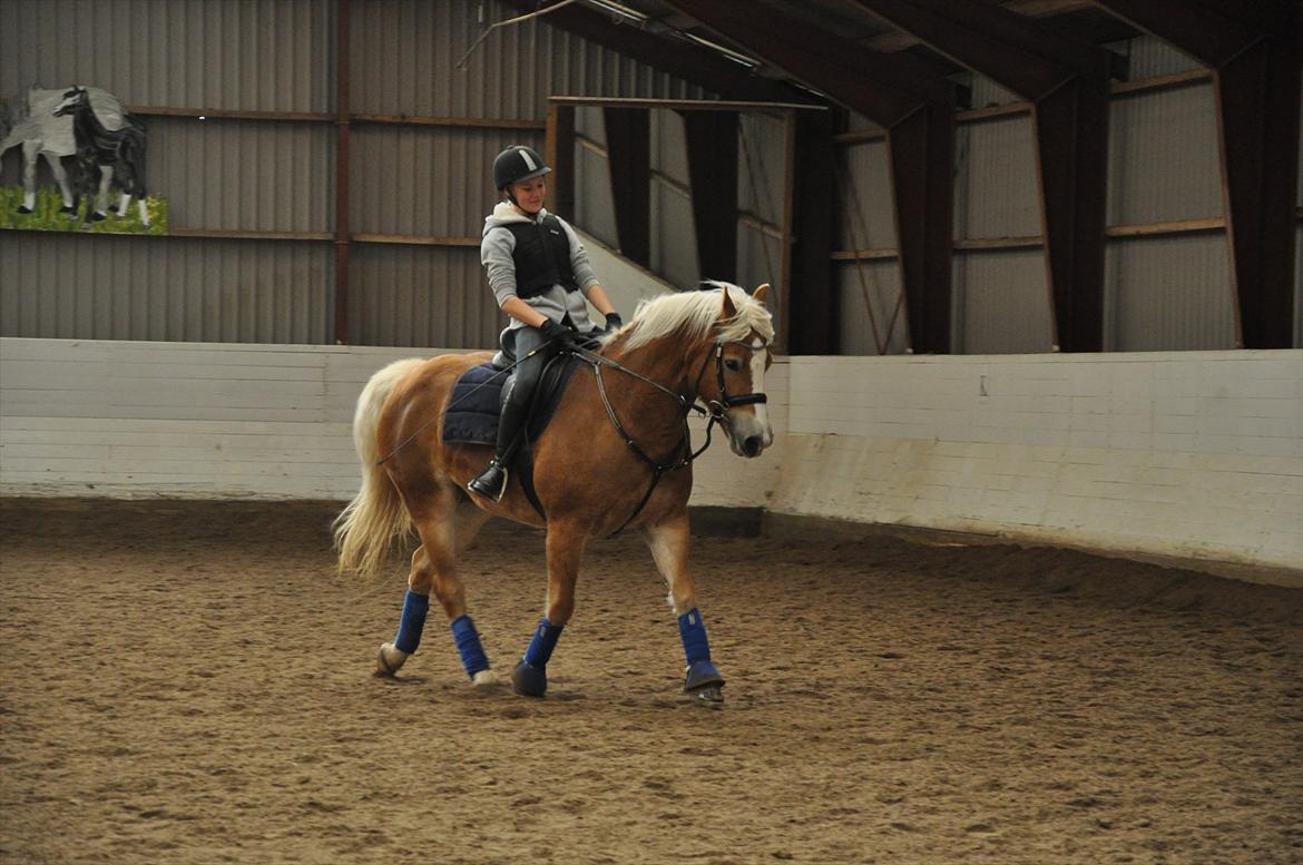 Tyroler Haflinger Frühlingsberge Ragazza billede 6