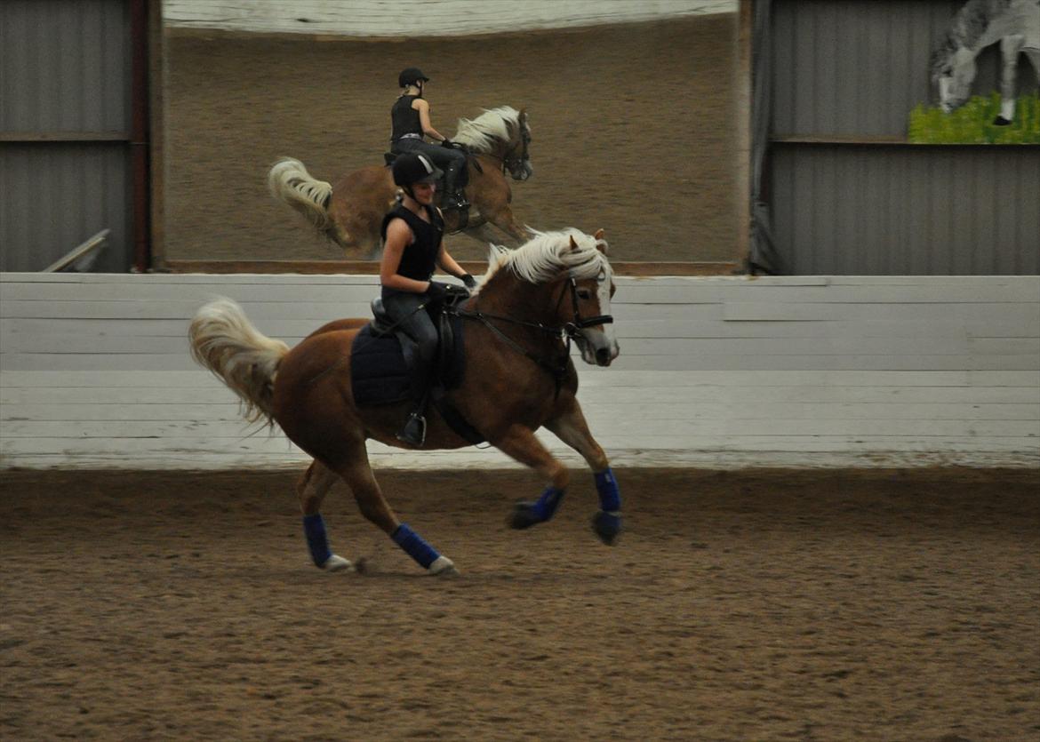 Tyroler Haflinger Frühlingsberge Ragazza - Første gang i ridehus uden hendes halv søskende:) (lidt farligt) billede 7