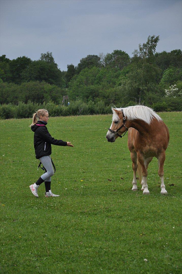 Tyroler Haflinger Frühlingsberge Ragazza - Du glæder dig altid til en ridetur:) billede 8