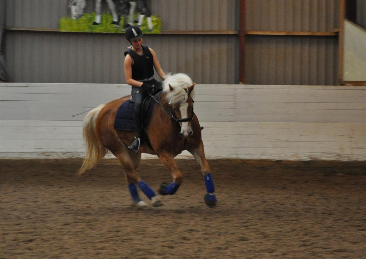 Tyroler Haflinger Frühlingsberge Ragazza billede 9