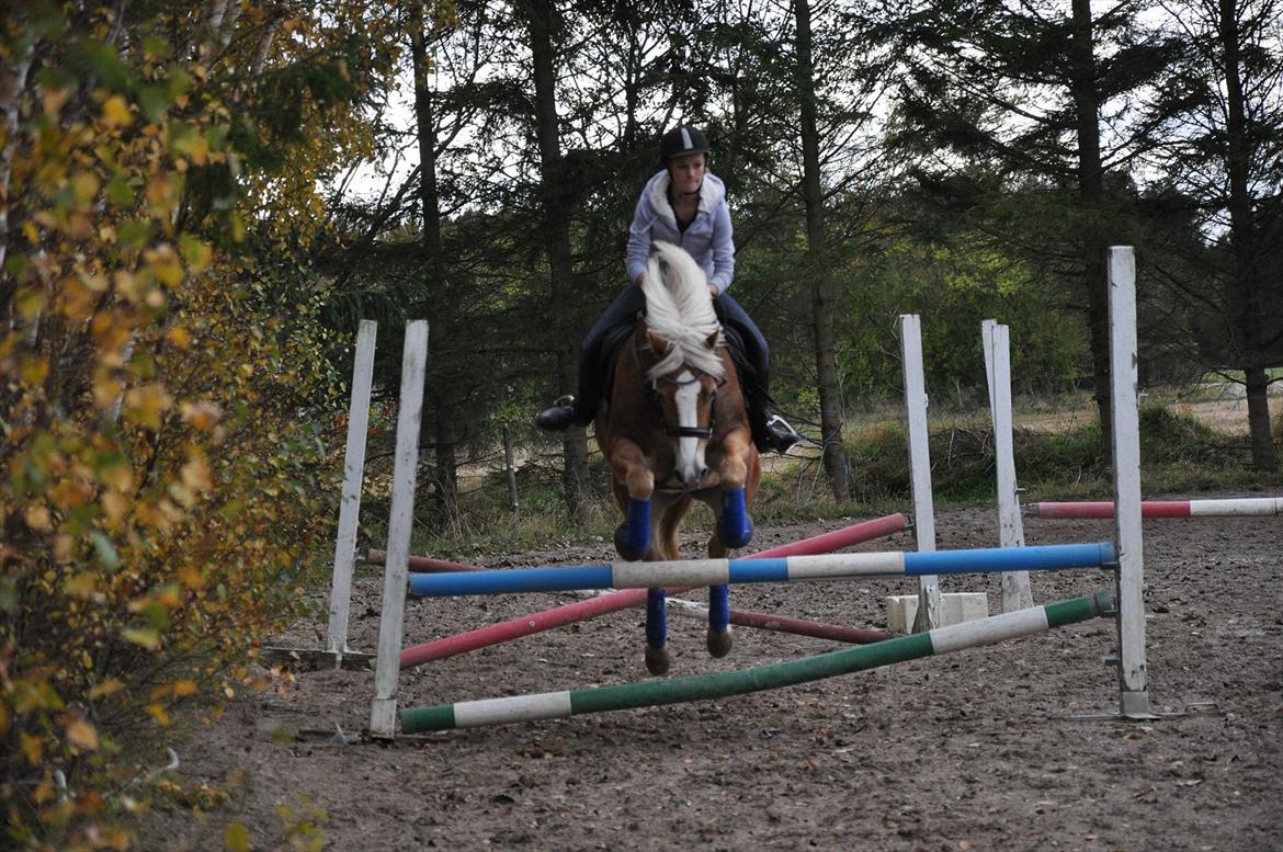 Tyroler Haflinger Frühlingsberge Ragazza - Første gang hun springer 90cm:) billede 19