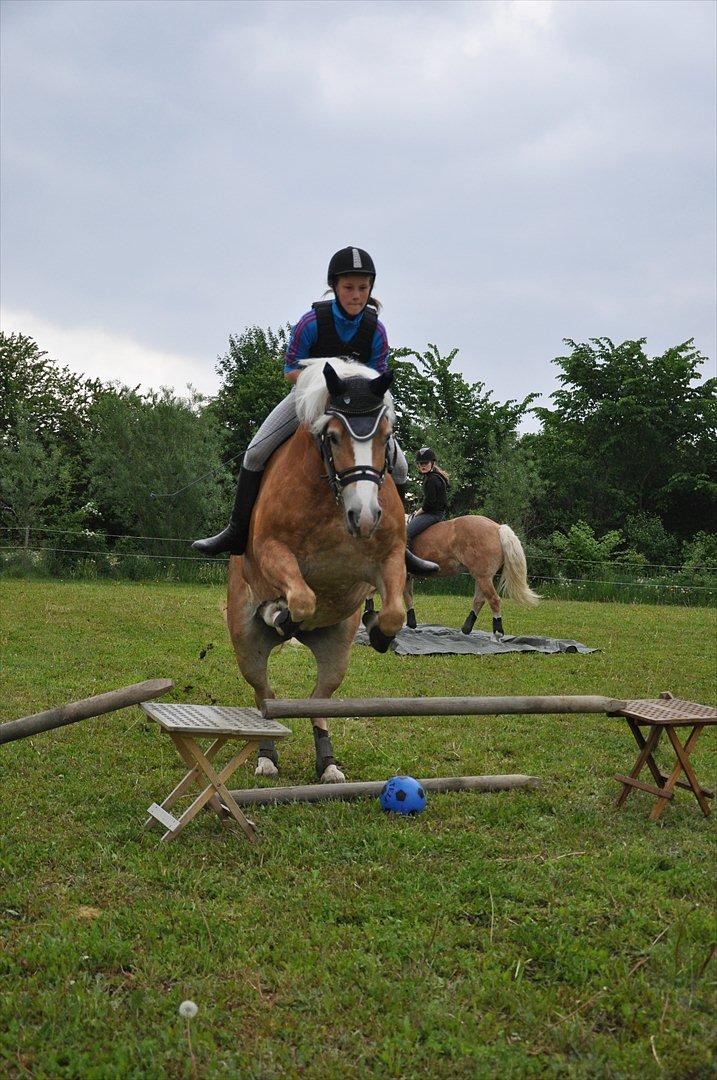 Tyroler Haflinger Frühlingsberge Ragazza - Hjemme på gården:) billede 11