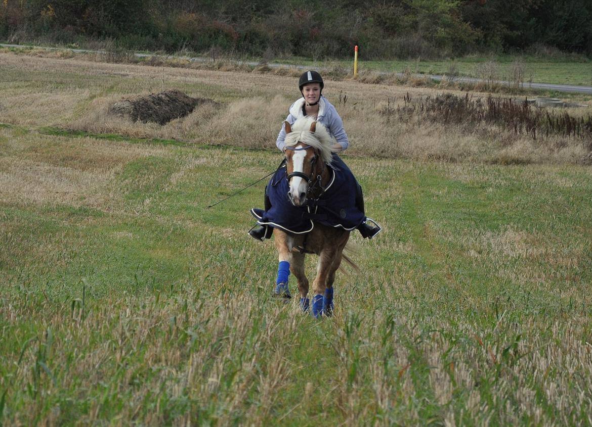 Tyroler Haflinger Frühlingsberge Ragazza - Fuld gallop på stupmark:)
 billede 12