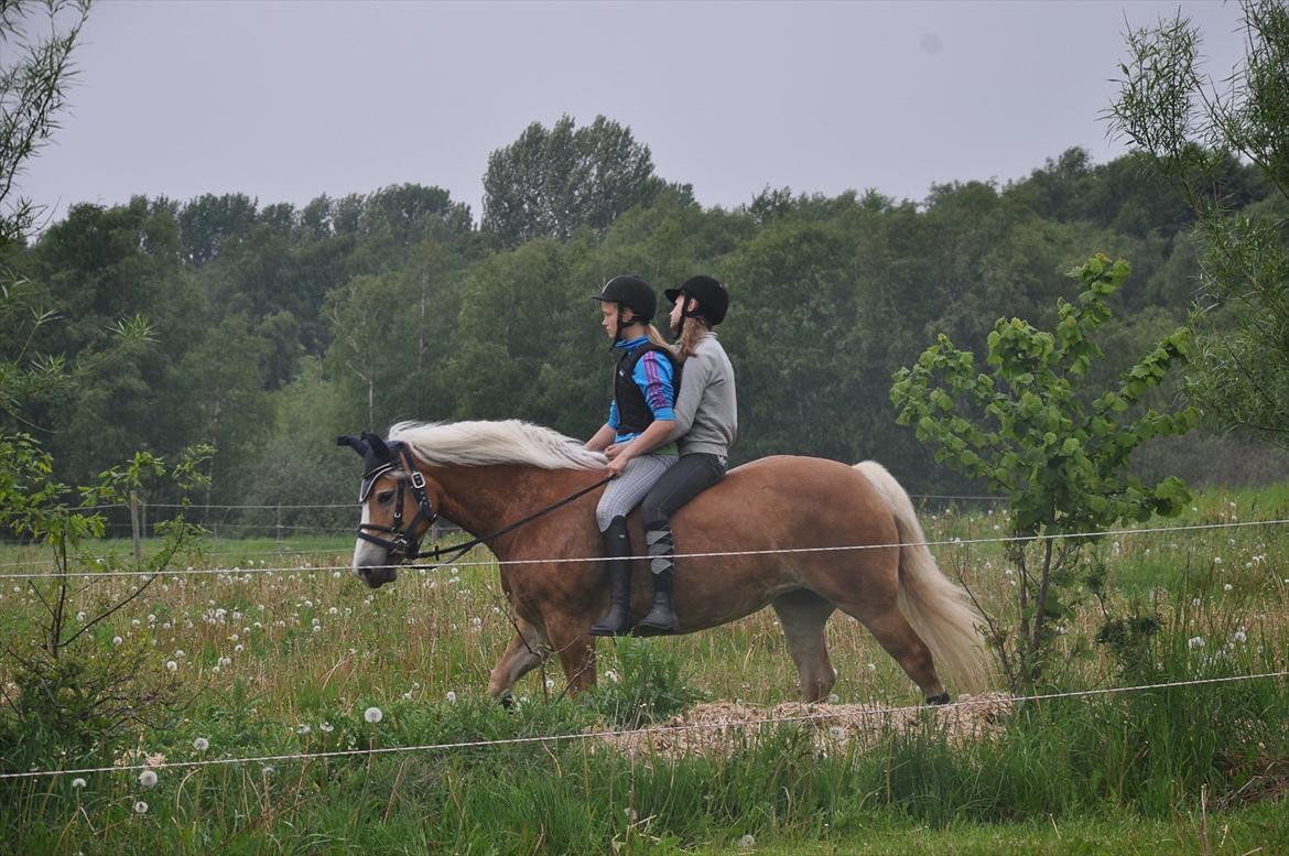 Tyroler Haflinger Frühlingsberge Ragazza - Mig og Nanna på Ragge derhjemme. billede 13