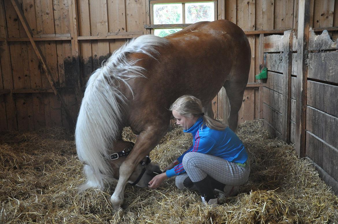 Tyroler Haflinger Frühlingsberge Ragazza - Du lære meget hurtigt tricks:)  billede 14