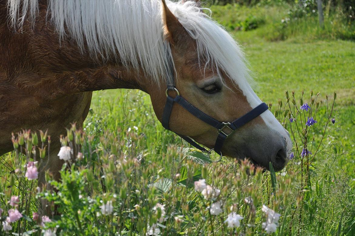 Tyroler Haflinger Frühlingsberge Ragazza billede 15