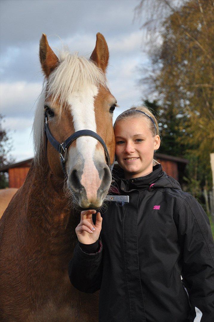 Tyroler Haflinger Frühlingsberge Ragazza - Os to for altid:*  billede 18