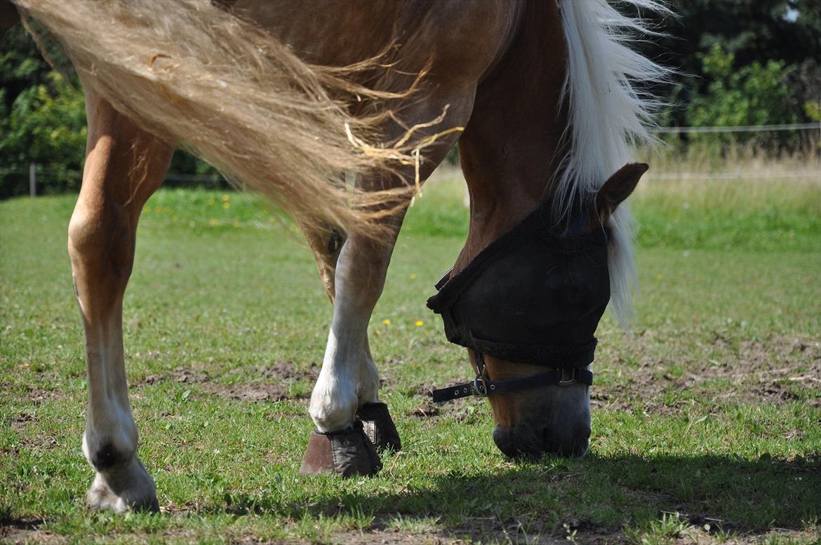 Tyroler Haflinger Frühlingsberge Ragazza billede 20