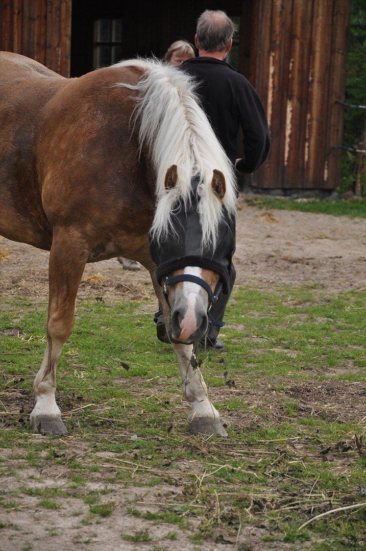 Tyroler Haflinger Frühlingsberge Ragazza billede 17