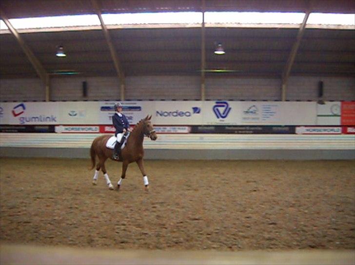 Anden særlig race Maagaards Belle Bizarre - Belle til hendes aller første stævne (: det var meget farligt :D billede 16