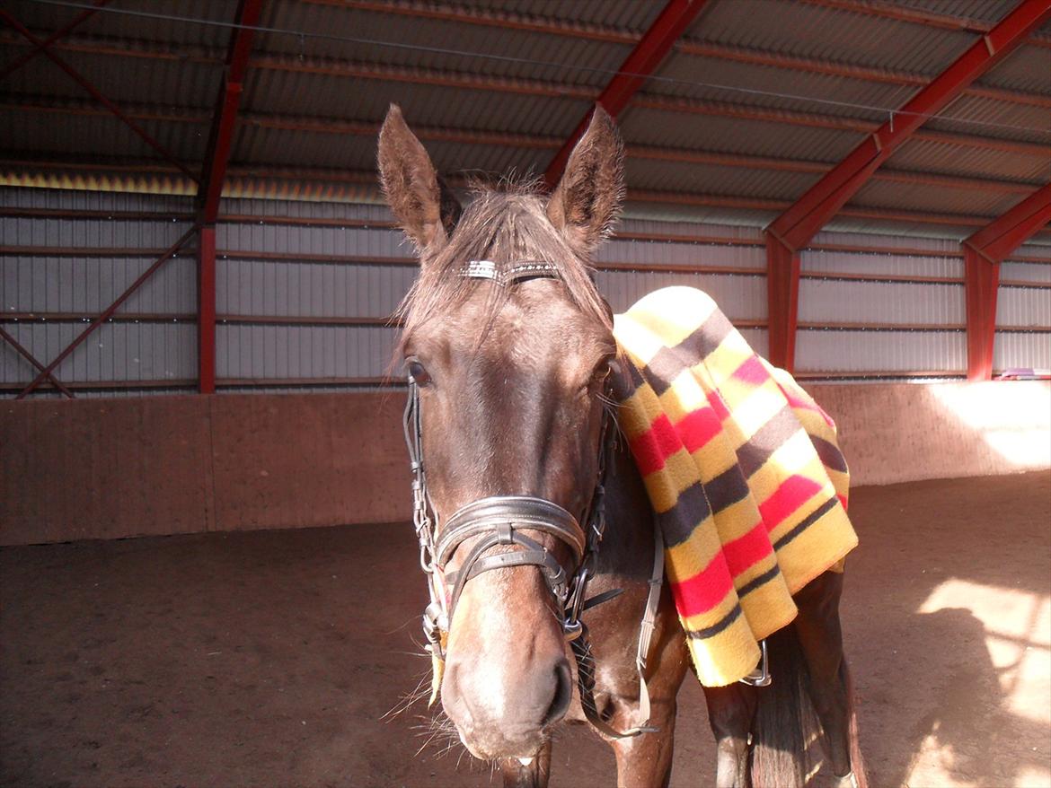 Dansk Varmblod Ranova - Nova 1 uge inde i sin tilridning, og det går rigtigt godt :) billede 1