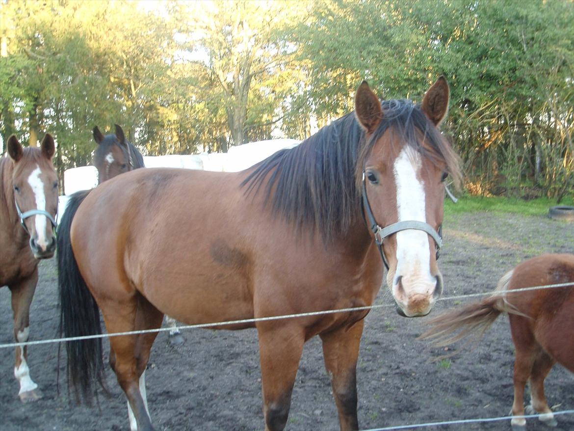 Anden særlig race Arkido billede 14
