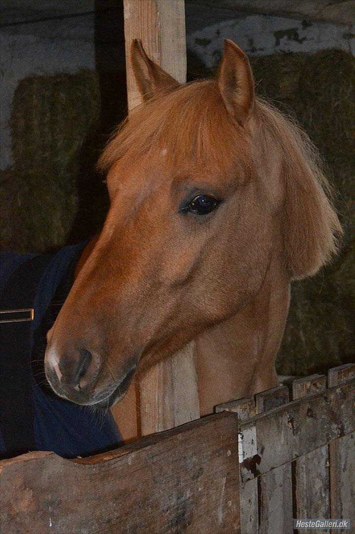 Anden særlig race Prins Brutus - Foto: Amanda <3 billede 1