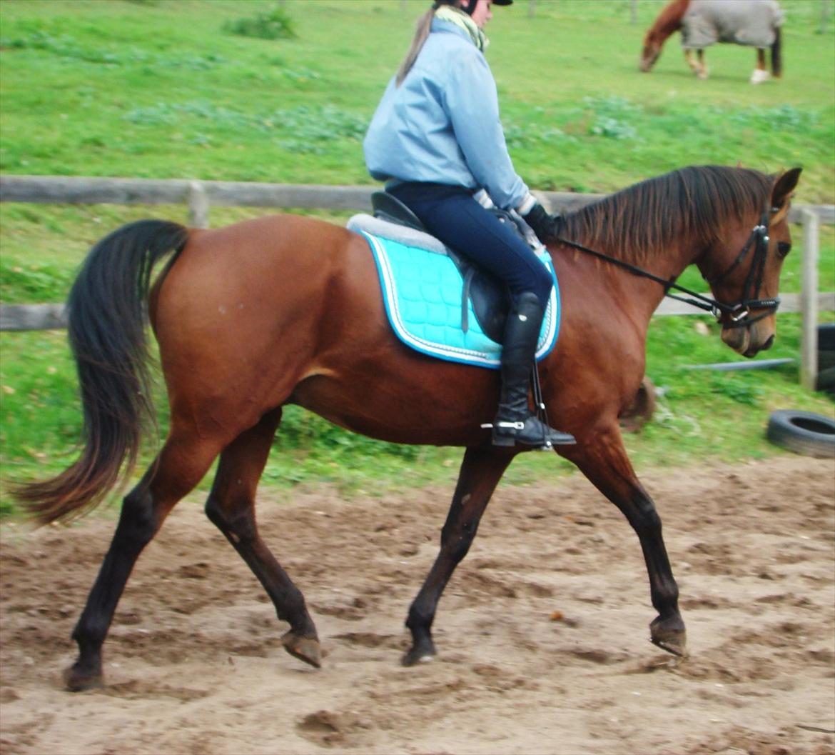 Dansk Varmblod Romeo<3 *Solgt* - Mig og Romeo der rider dressur den 8-10-2011 :) billede 8