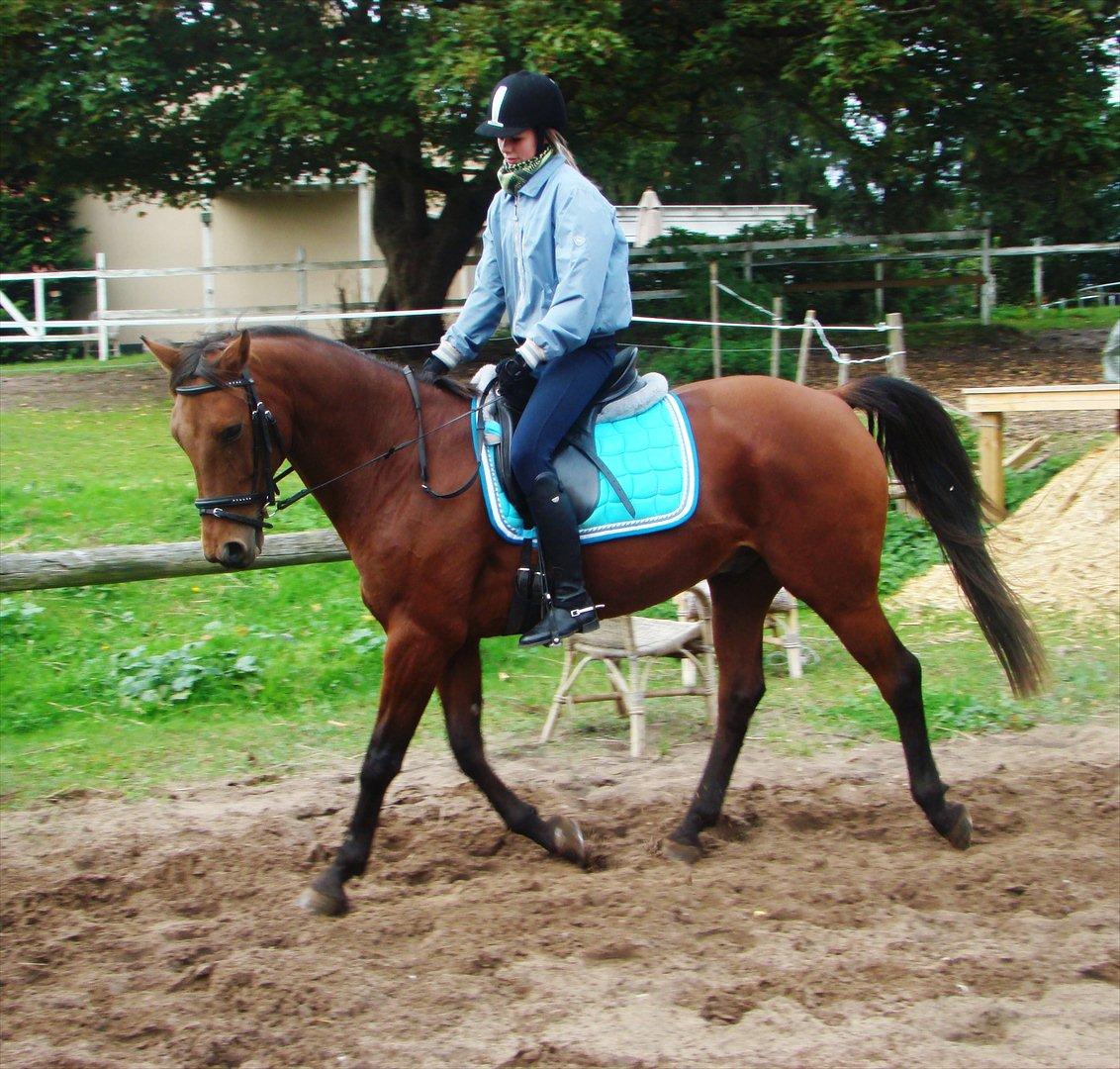 Dansk Varmblod Romeo<3 *Solgt* - Mig og Romeo der rider dressur den 8-10-2011 :) billede 10