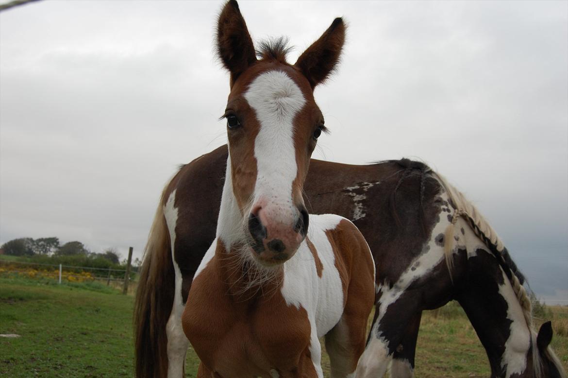 Irish Cob Crossbreed Mosegårdens Medina flashdance  (Diva) billede 5