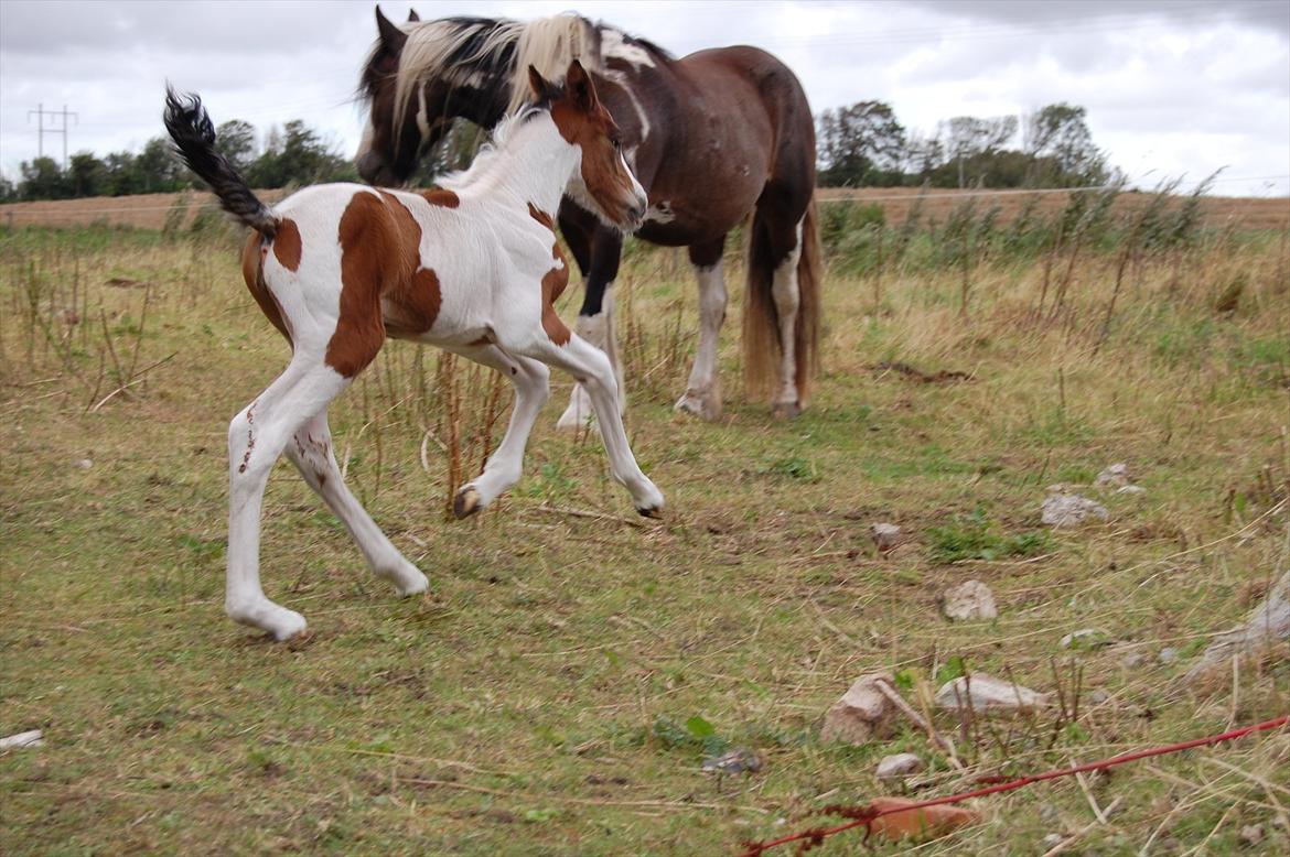Irish Cob Crossbreed Mosegårdens Medina flashdance  (Diva) billede 6