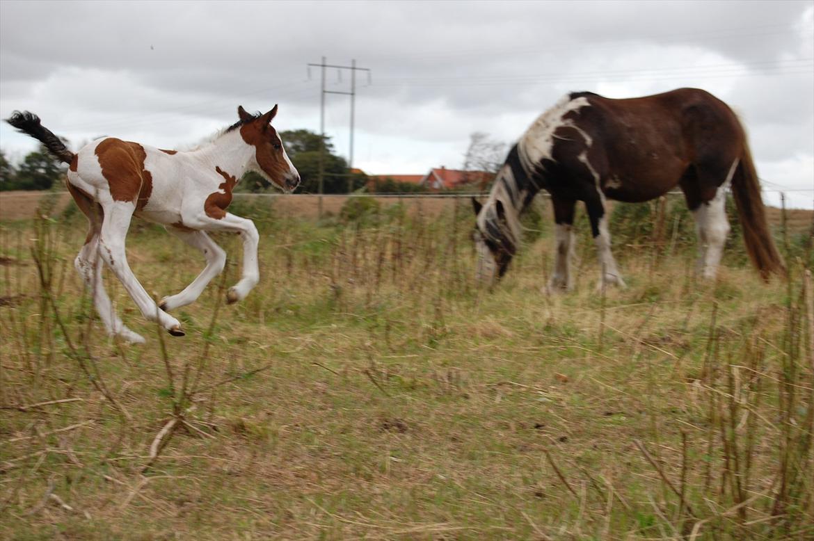 Irish Cob Crossbreed Mosegårdens Medina flashdance  (Diva) billede 7