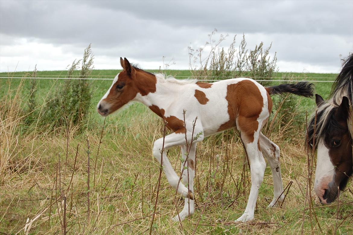 Irish Cob Crossbreed Mosegårdens Medina flashdance  (Diva) billede 8