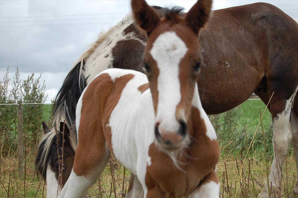 Irish Cob Crossbreed Mosegårdens Medina flashdance  (Diva) billede 9