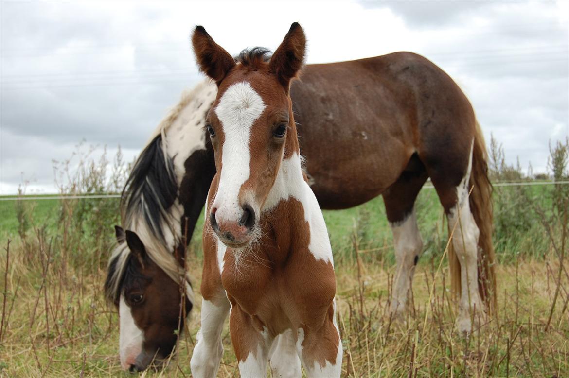 Irish Cob Crossbreed Mosegårdens Medina flashdance  (Diva) billede 10