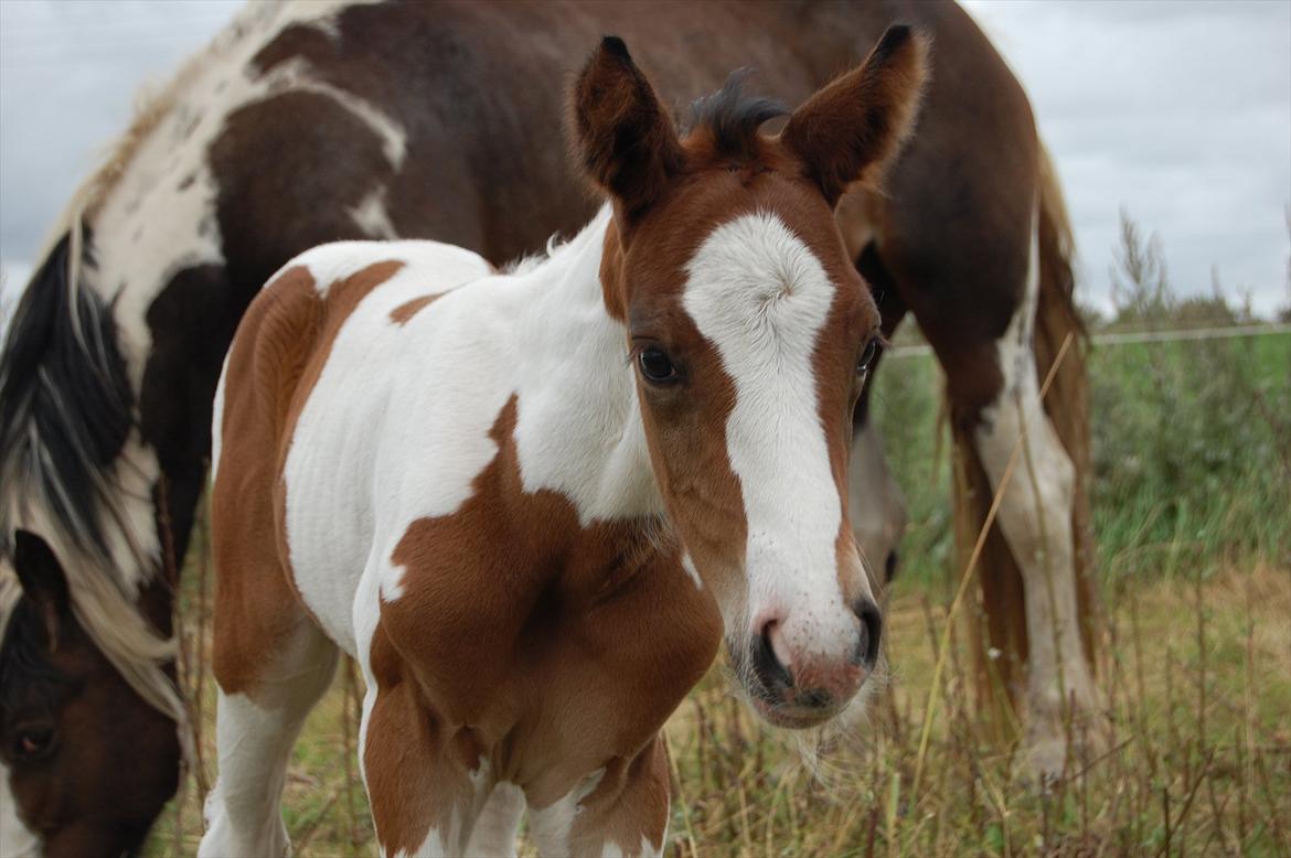 Irish Cob Crossbreed Mosegårdens Medina flashdance  (Diva) billede 11