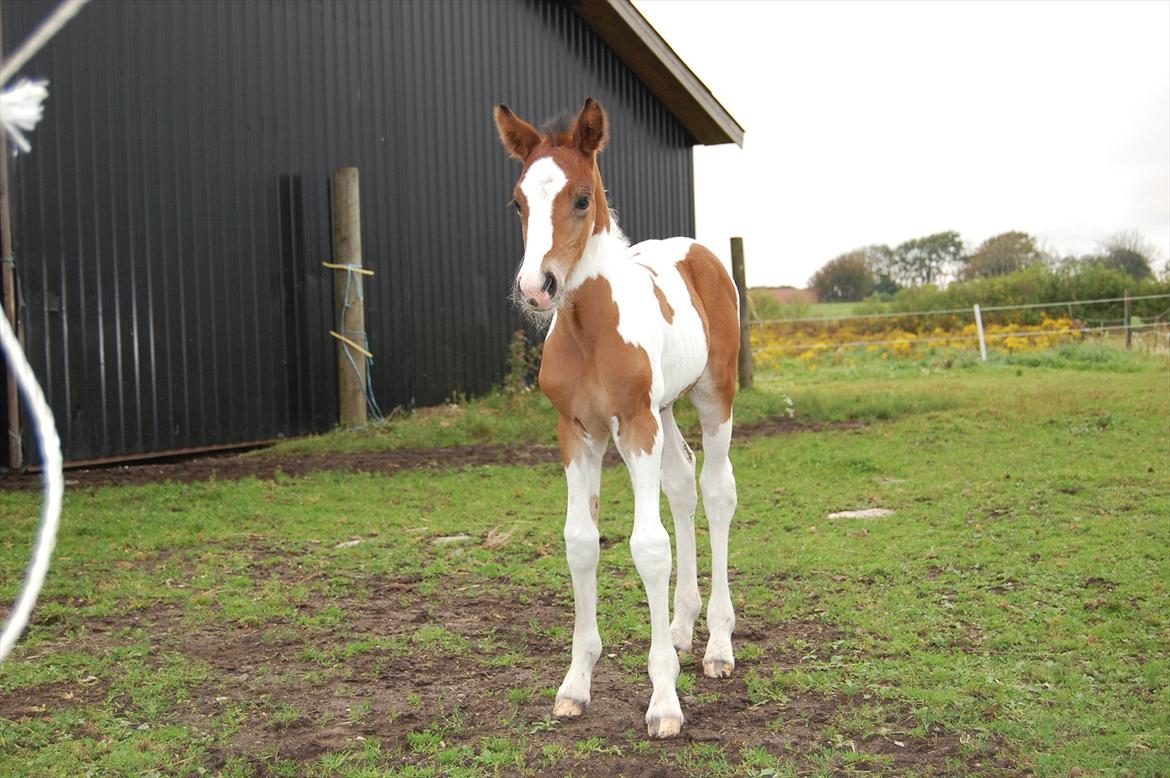 Irish Cob Crossbreed Mosegårdens Medina flashdance  (Diva) billede 12