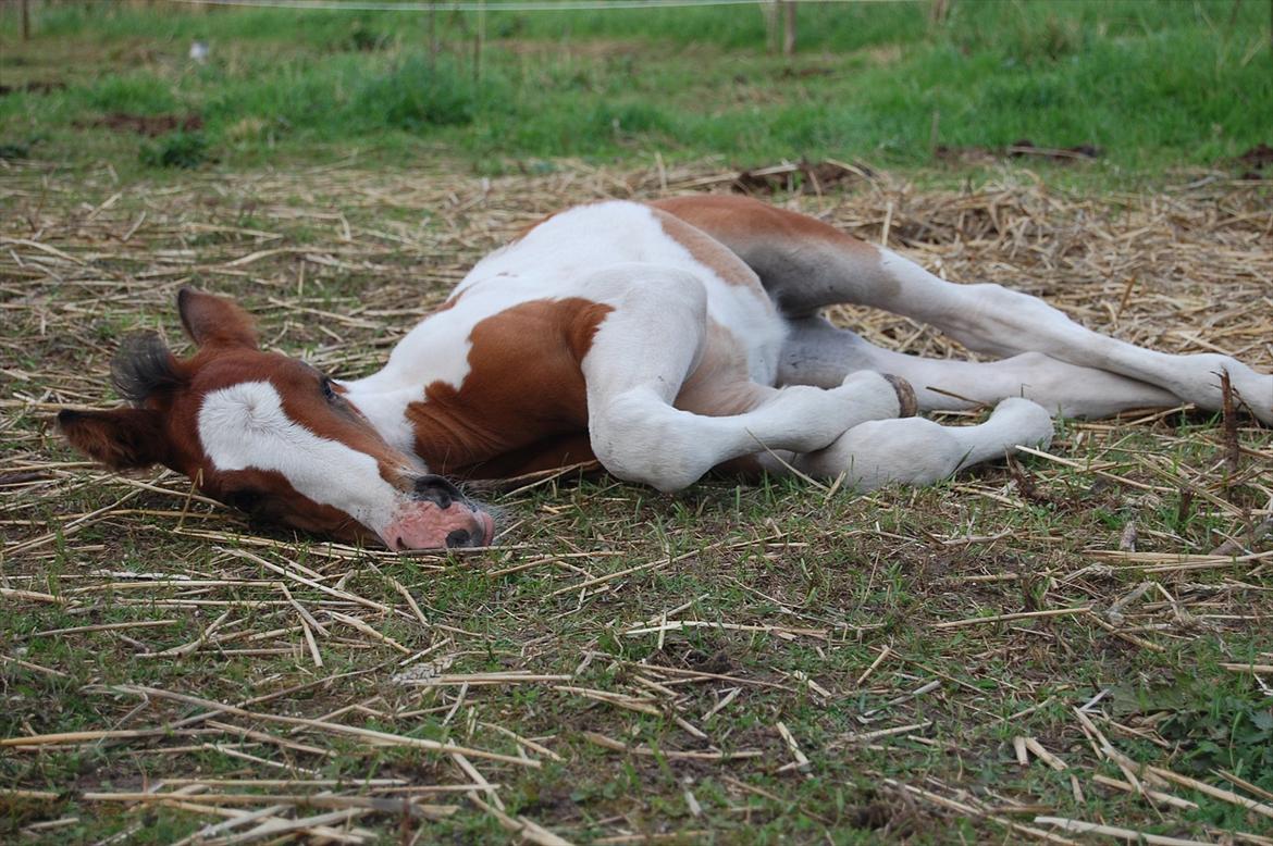 Irish Cob Crossbreed Mosegårdens Medina flashdance  (Diva) billede 13