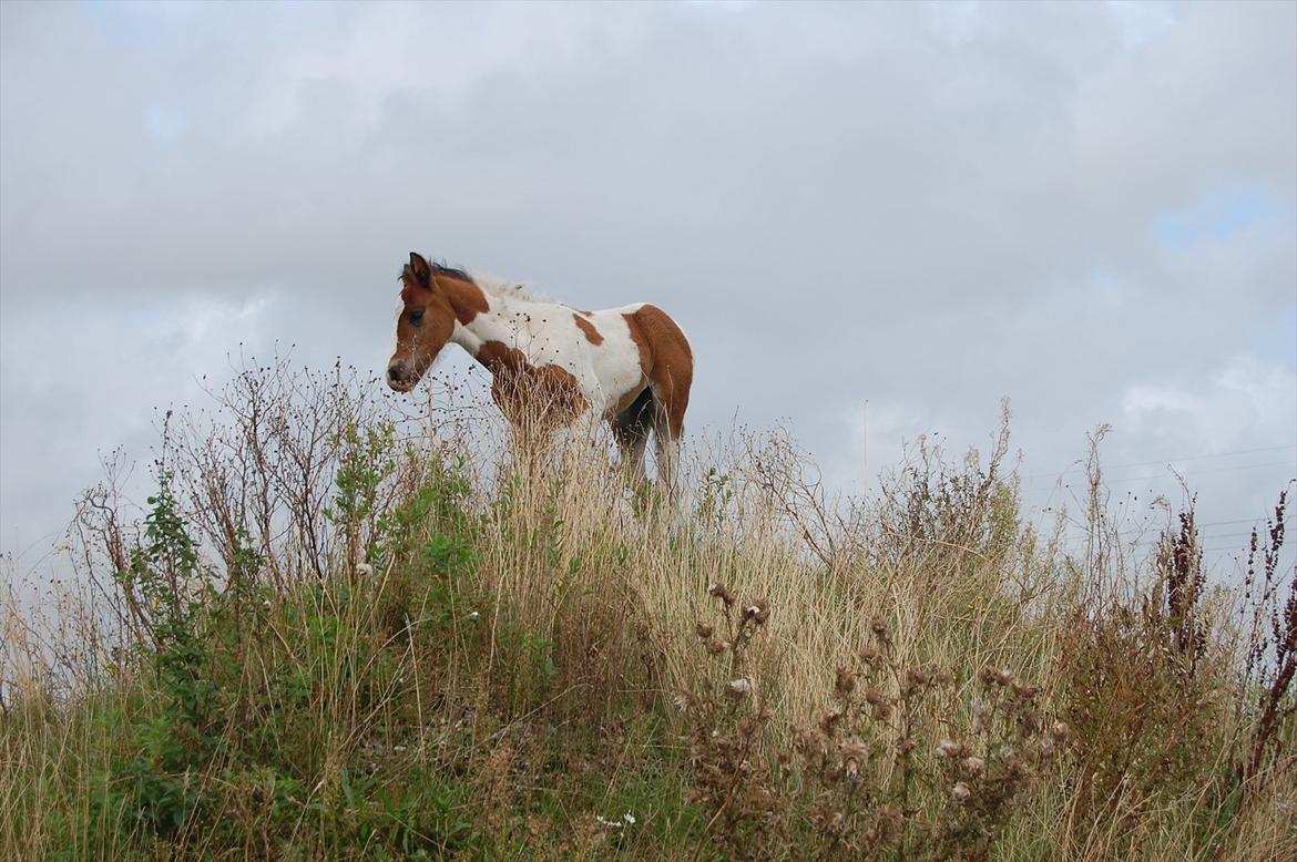 Irish Cob Crossbreed Mosegårdens Medina flashdance  (Diva) billede 14