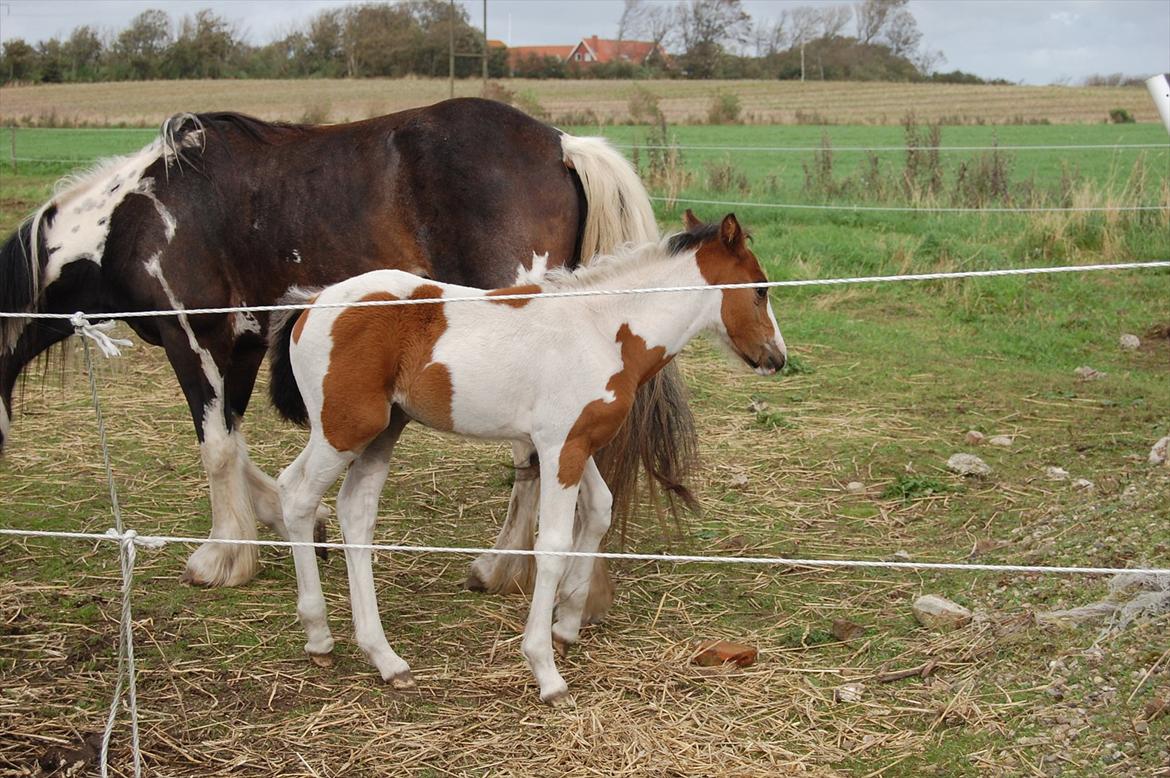 Irish Cob Crossbreed Mosegårdens Medina flashdance  (Diva) billede 15