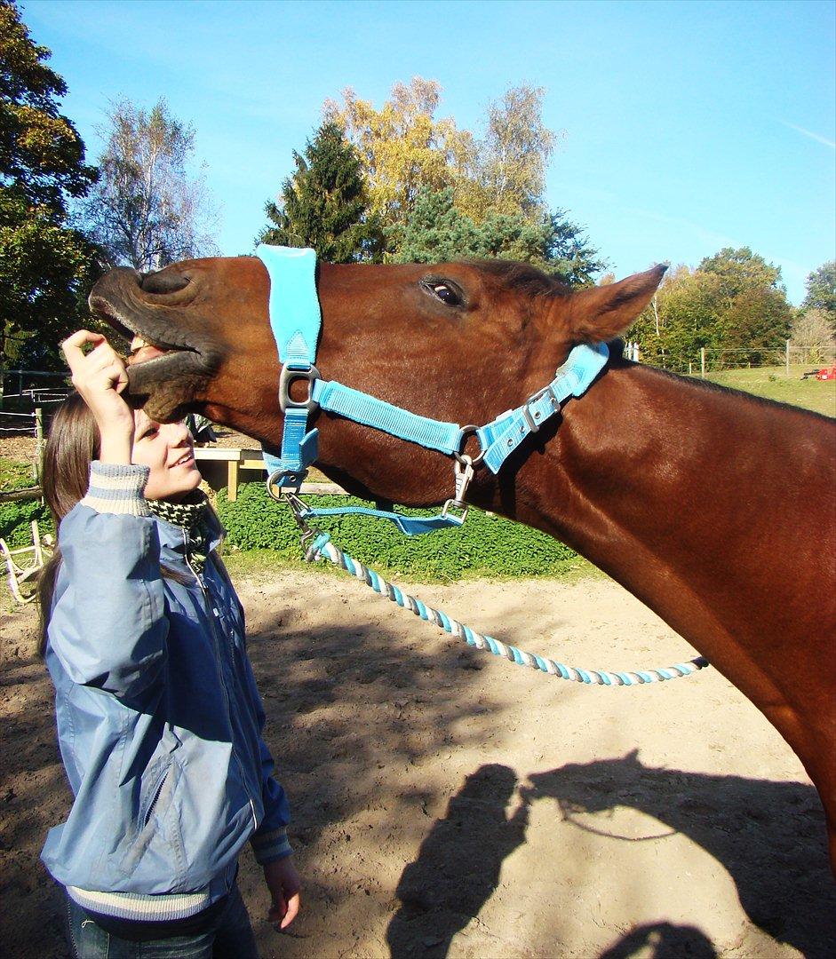 Dansk Varmblod Romeo<3 *Solgt* - Sidste dag med bassen :'( billede 4