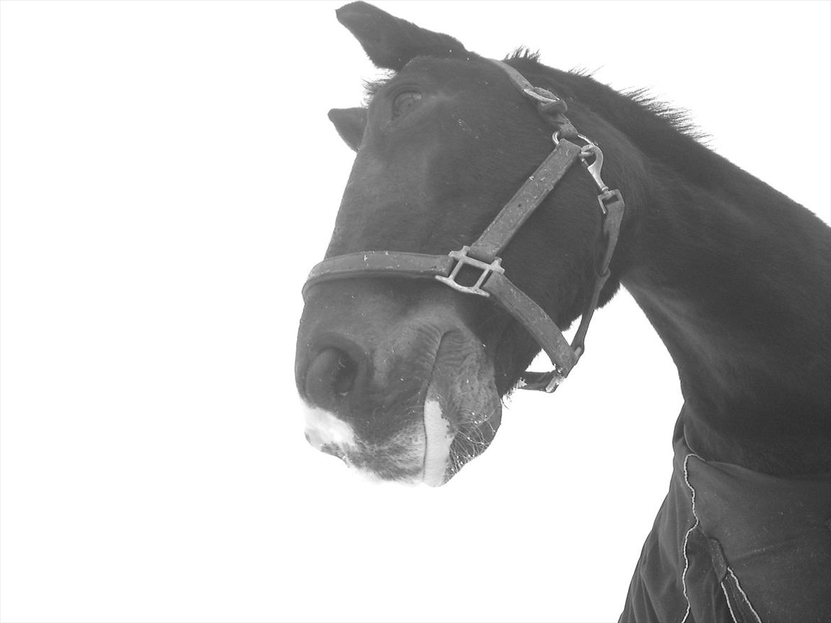 Oldenborg Emma (Dot) Hestbækgård - +*.You must have been sent frome heaven to earth to change me..you like an angel.*+ billede 21