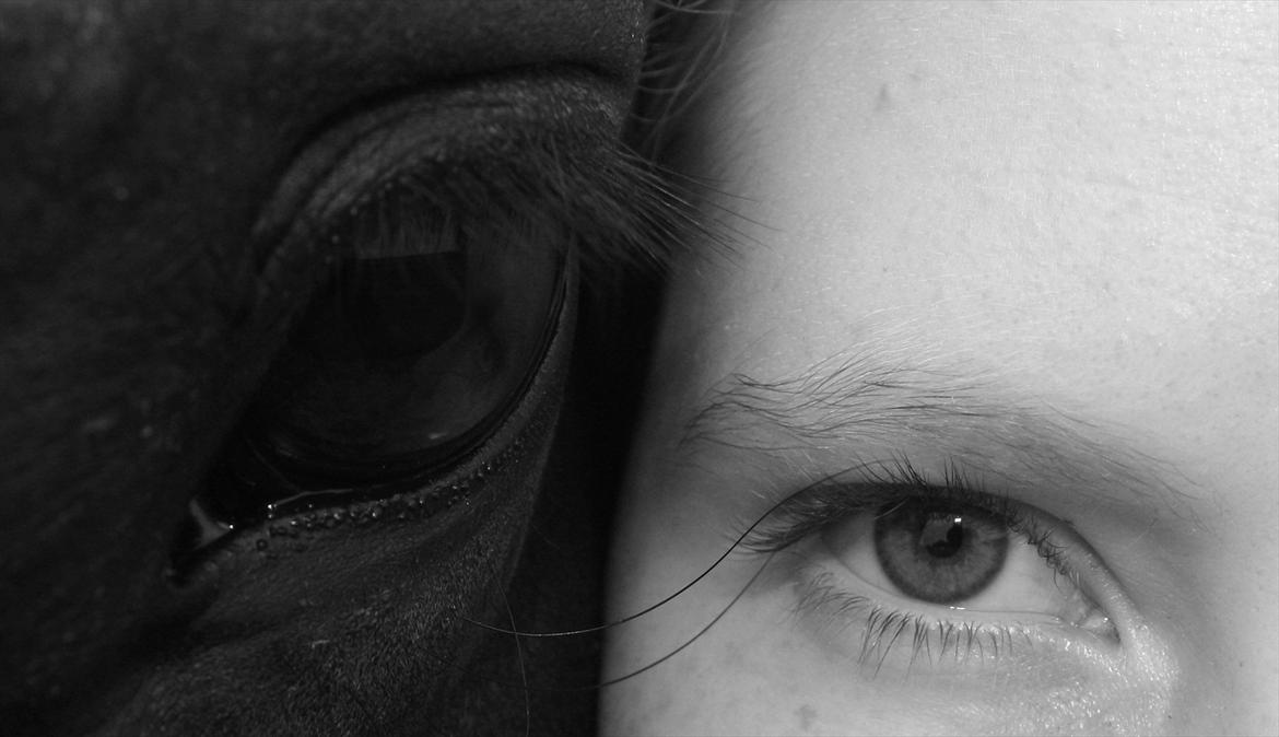 Oldenborg Emma (Dot) Hestbækgård - She poses beauty
Without nanity

Courage
without ferocity

They give us the 
wings we lack

Take the reins of life

We have the power in our hands

Her hoves pound the beat

Our heart sings the song

Horse and rider 
A perfect symphony<3 billede 9