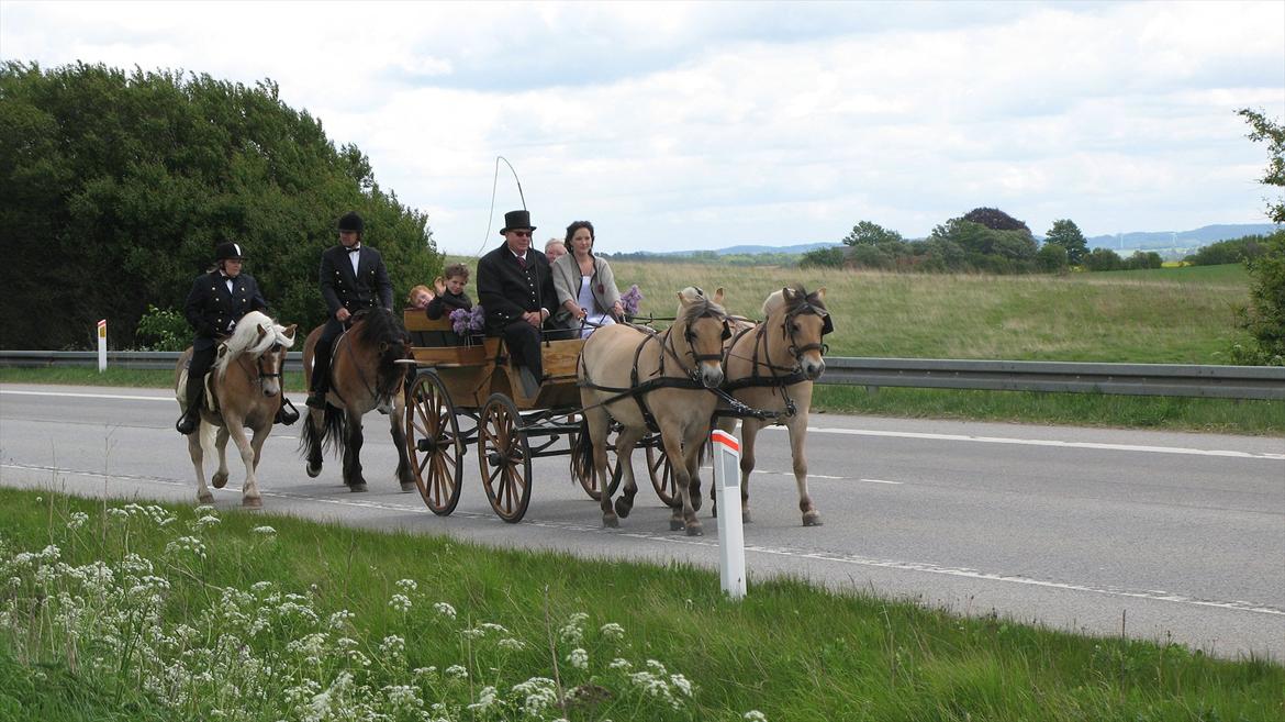 Haflinger Archi <3 - Archi blev redet af Linda Nielsen (min ridelære) til min konfirmation, mingen jeg selv skulle ha redet på ham men bag min ryg havde far planlagt at jeg skulle køres hjem, men jeg kørte SELV hjem :D hehe billede 20