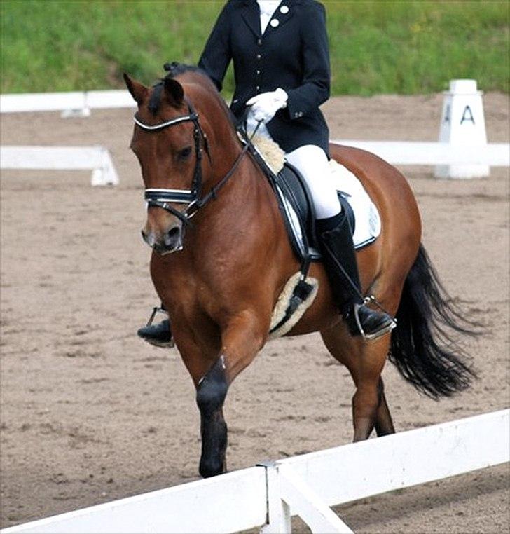 New Forest Kantje's Thierry B-pony RIP - KBH-mesterskabs finale 2011 nr. 4 Foto: Annika Løvmose billede 1