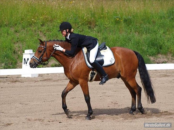 New Forest Kantje's Thierry B-pony RIP - KBH-mesterskabs finale 2011 nr. 4 Foto: Annika Løvmose billede 13