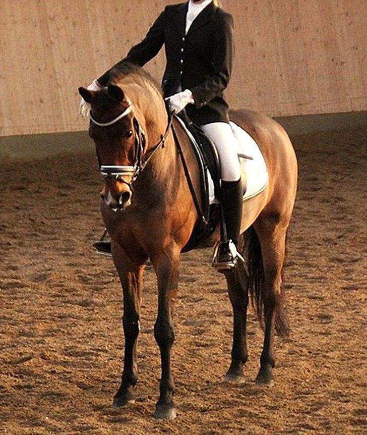 New Forest Kantje's Thierry B-pony RIP - Stævne 2011 LA6.  Foto: Laura Bogut billede 11