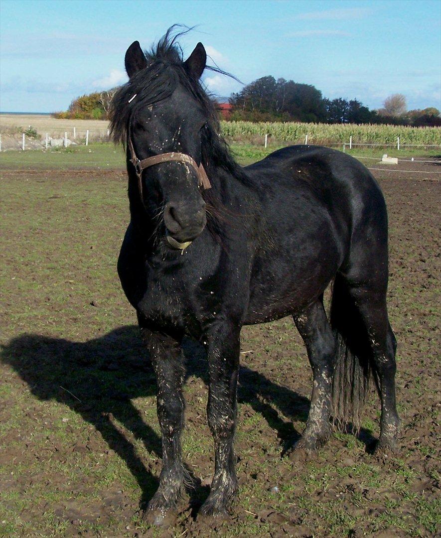 Frieser Orlando billede 4