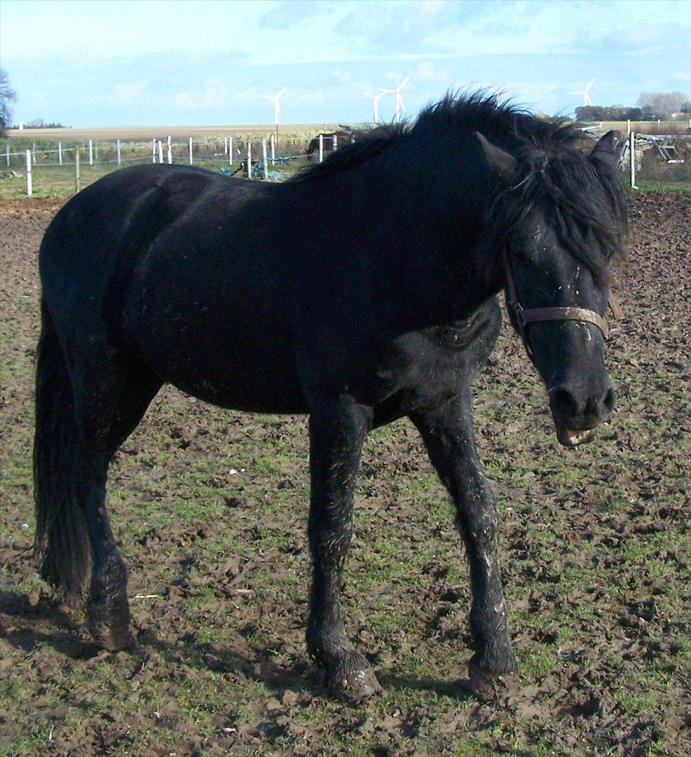 Frieser Orlando billede 5