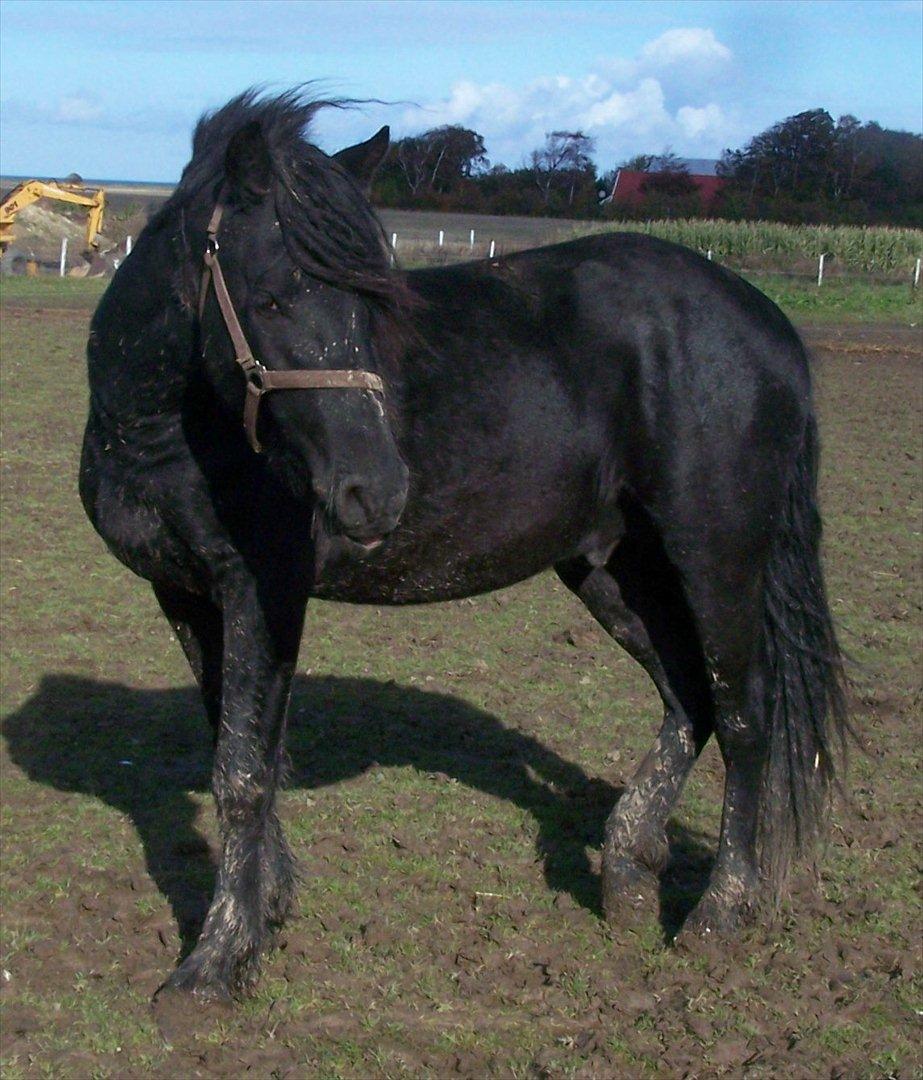 Frieser Orlando billede 6