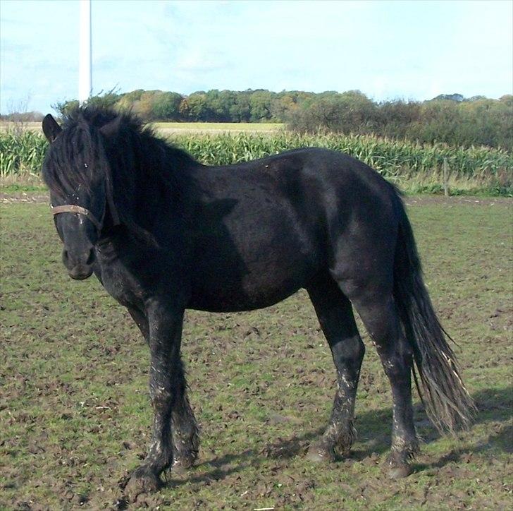 Frieser Orlando billede 7