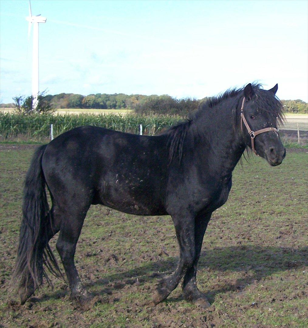 Frieser Orlando billede 3