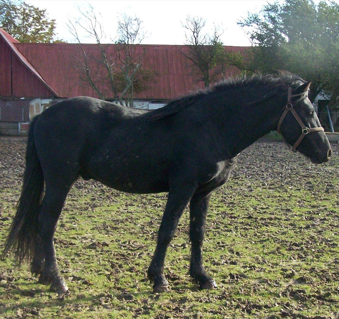 Frieser Orlando billede 2