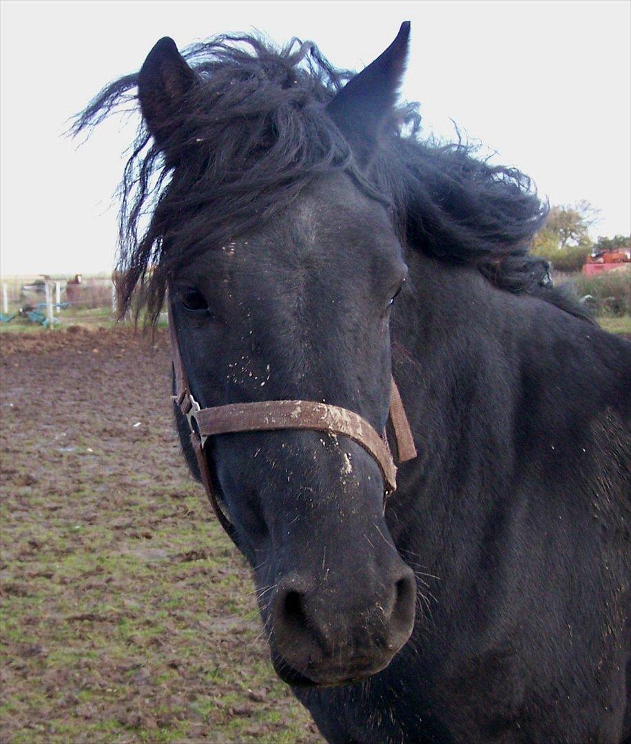 Frieser Orlando billede 8