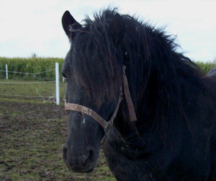 Frieser Orlando billede 1