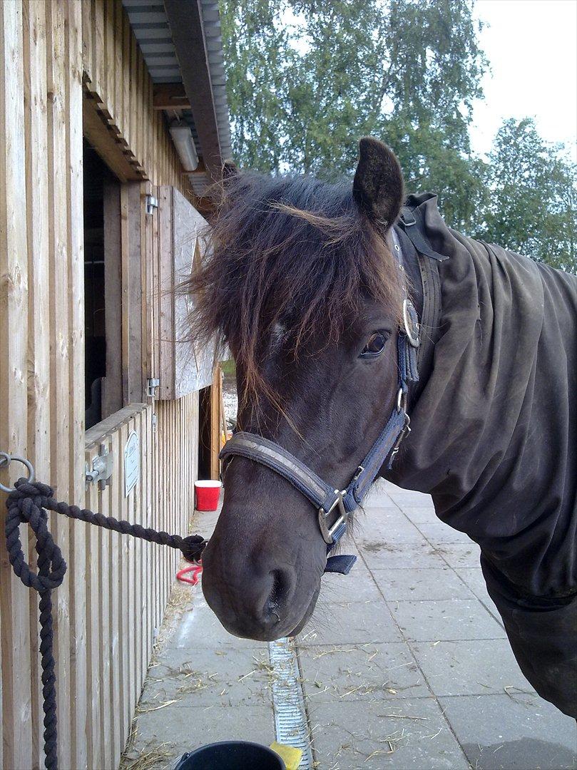 Islænder Nebbi vinkærgård billede 10