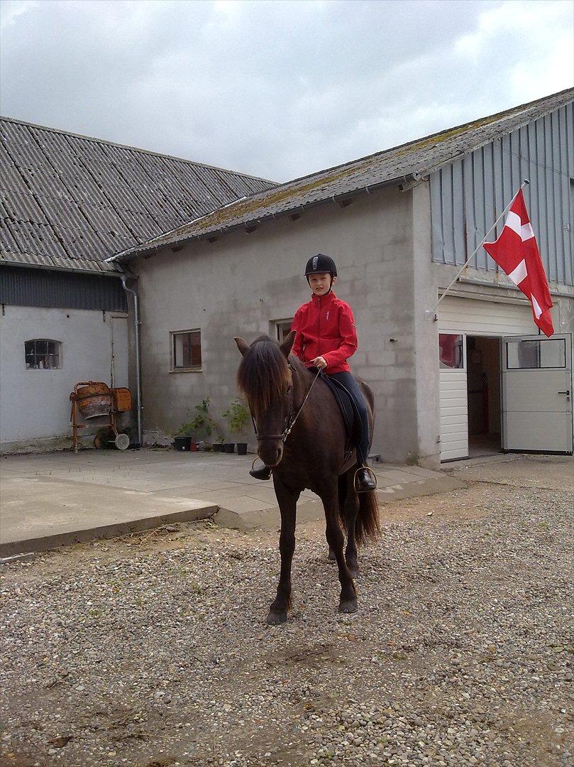 Islænder Nebbi vinkærgård billede 3